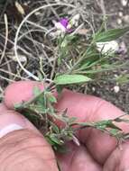 Image of shrubby milkwort