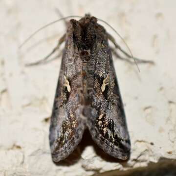 Image of Gray Looper Moth