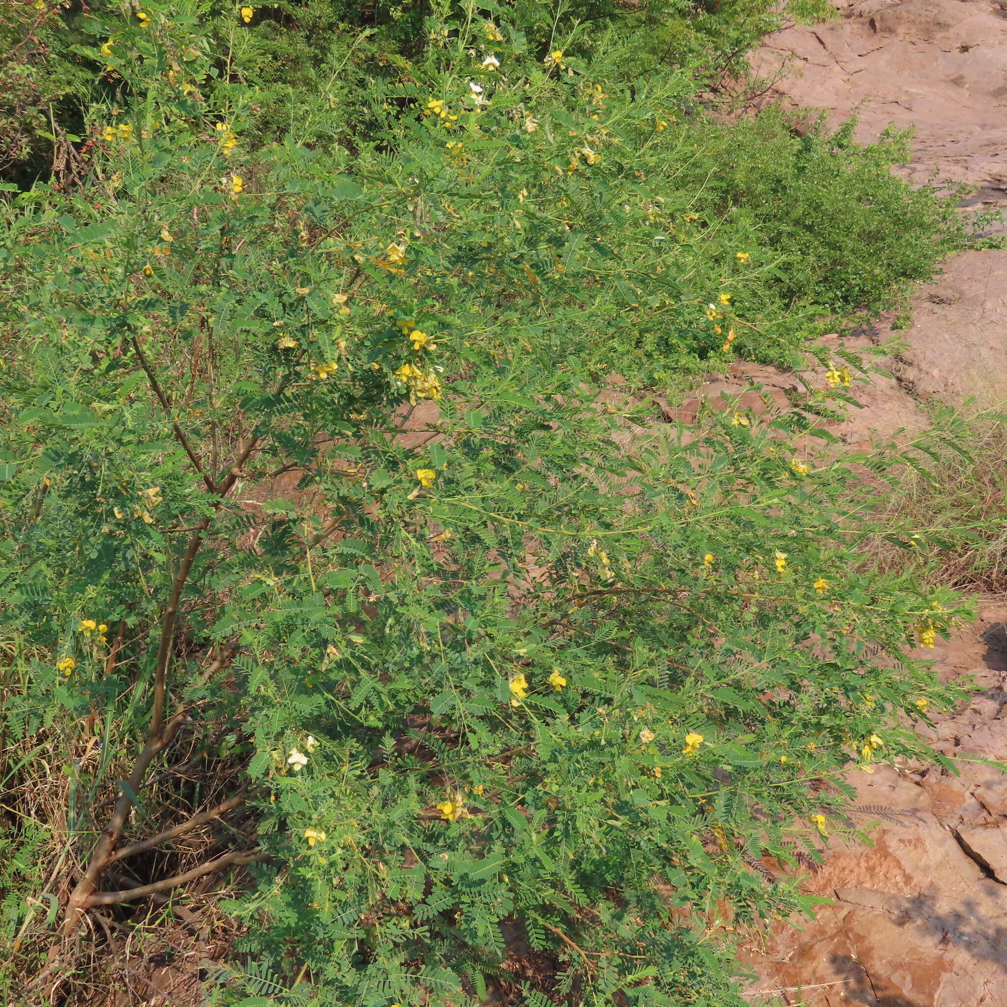 Image of Egyptian riverhemp