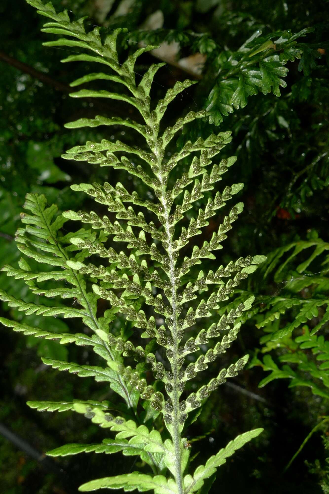 Plancia ëd Notogrammitis heterophylla (Labill.) Parris