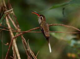 Phaethornis superciliosus superciliosus (Linnaeus 1766) resmi