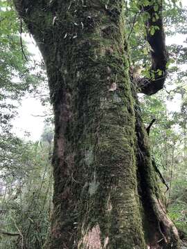 Image of Trochodendron