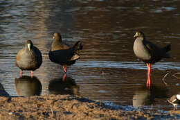 Image of Black-tailed Native-hen