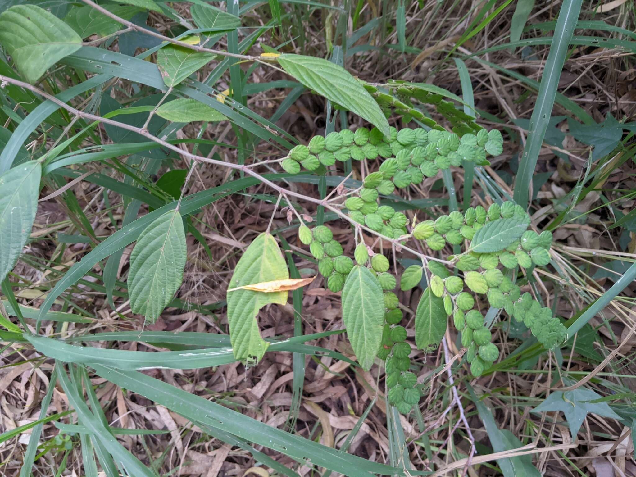 Image de Phyllodium pulchellum (L.) Desv.