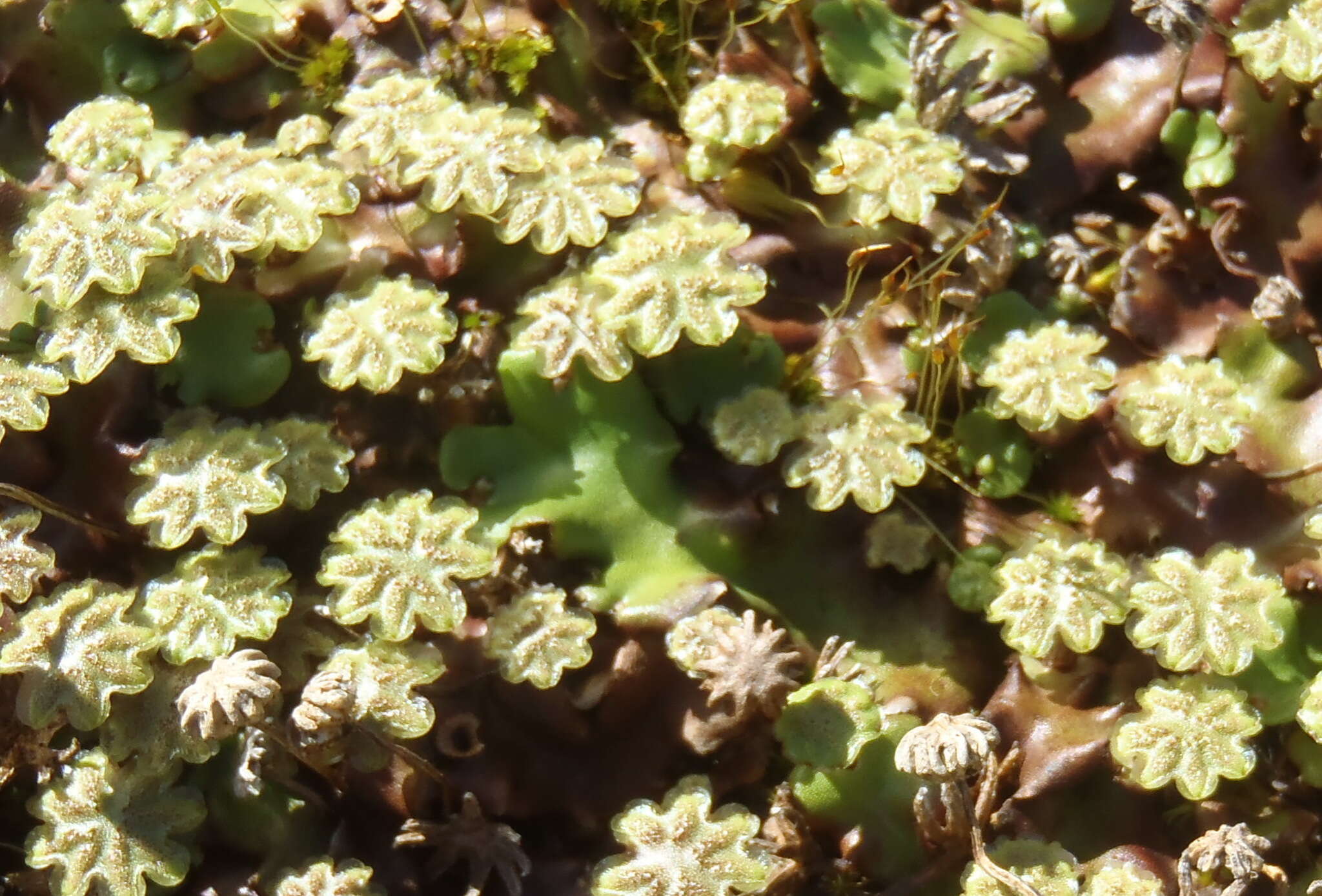 Marchantia berteroana Lehm. & Lindenb. resmi