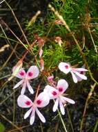 Image of Pelargonium divisifolium P. Vorster