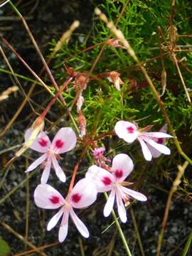 Image of Pelargonium divisifolium P. Vorster