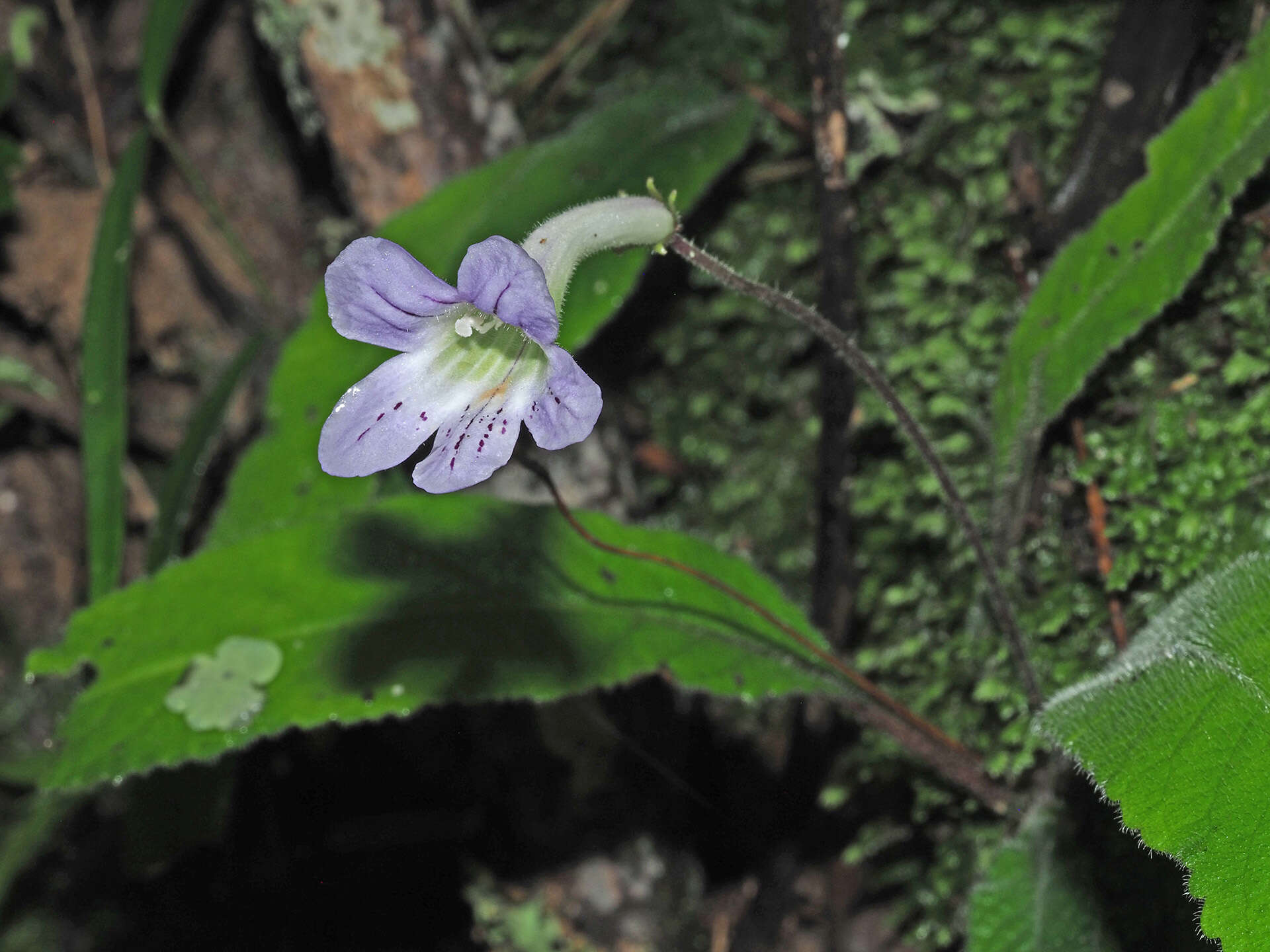 Sivun Streptocarpus gardenii Hook. kuva