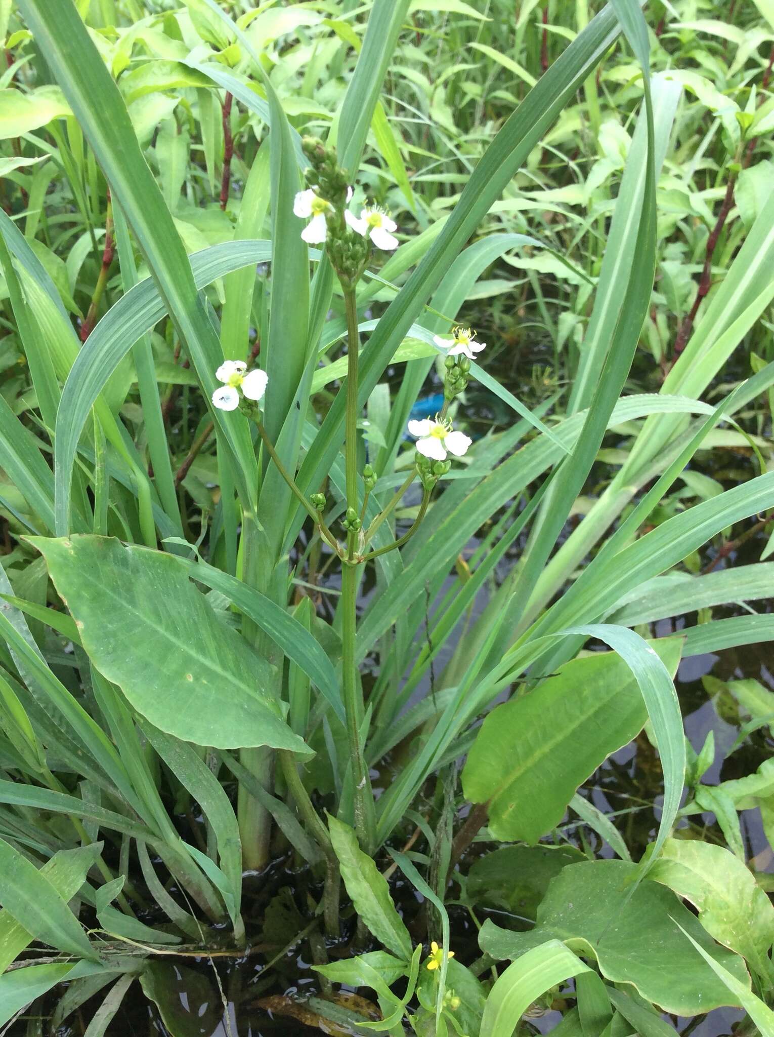 Image of Common Water-plantain