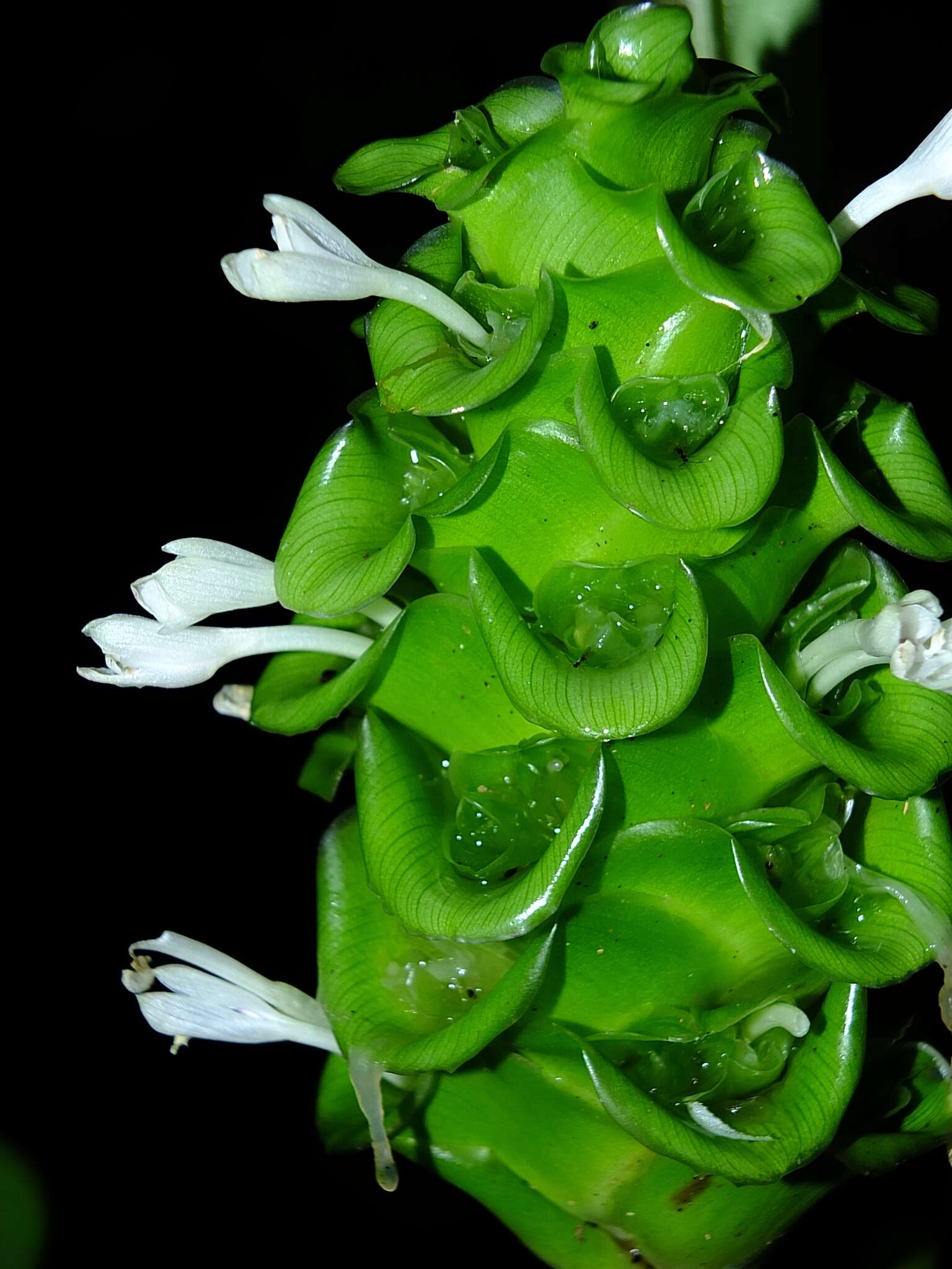 Image of Goeppertia cylindrica (Roscoe) Borchs. & S. Suárez