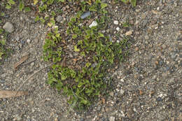 Imagem de Dichondra microcalyx (Hall. fil.) Fabris