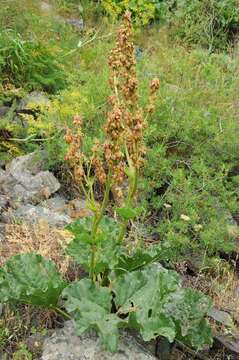 Image of Rheum cordatum Los.-Losinsk.