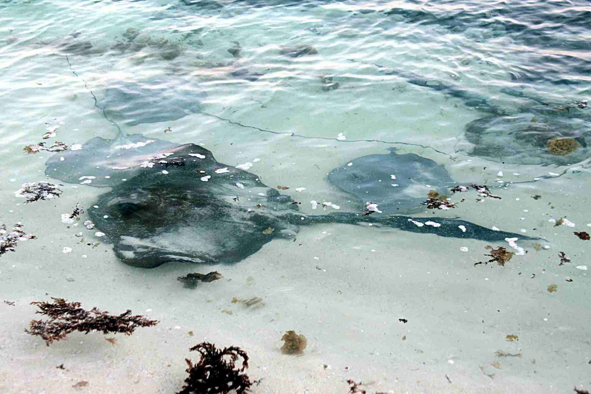 Image of Broad cowtail ray