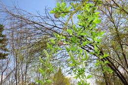 Image of rose-gold pussy willow