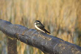 Tachycineta leucorrhoa (Vieillot 1817) resmi