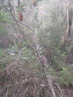 Image of Banksia oblongifolia Cav.