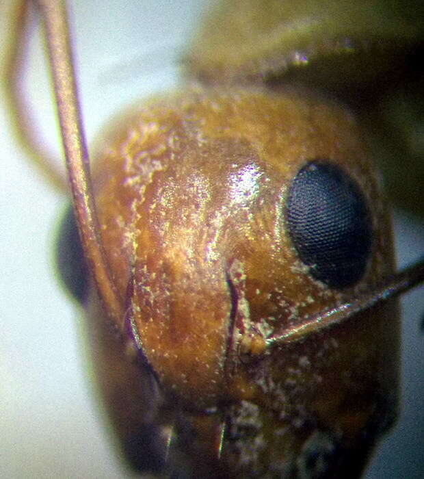 Plancia ëd Camponotus turkestanus Andre 1882