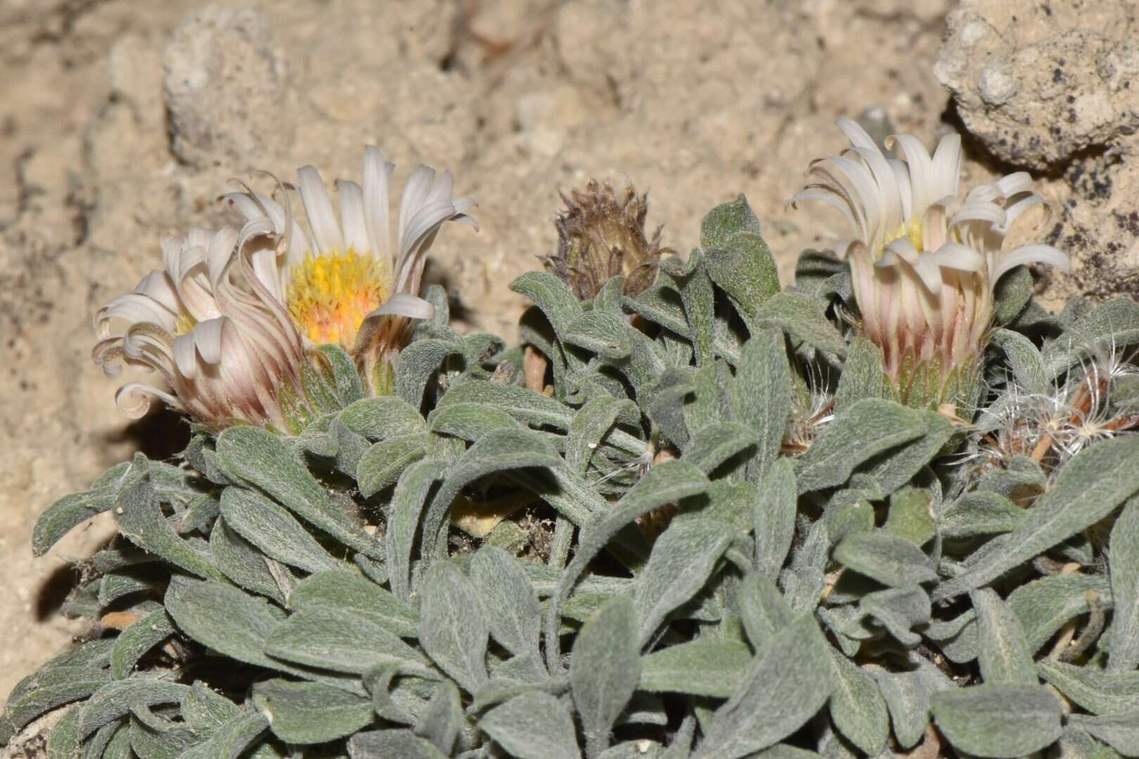 Image of tufted Townsend daisy