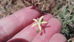 Image of Wahlenbergia albens (Spreng. ex A. DC.) Lammers