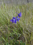 Image of royal larkspur