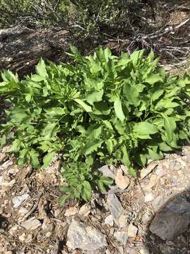 Image of Charleston Mountain angelica