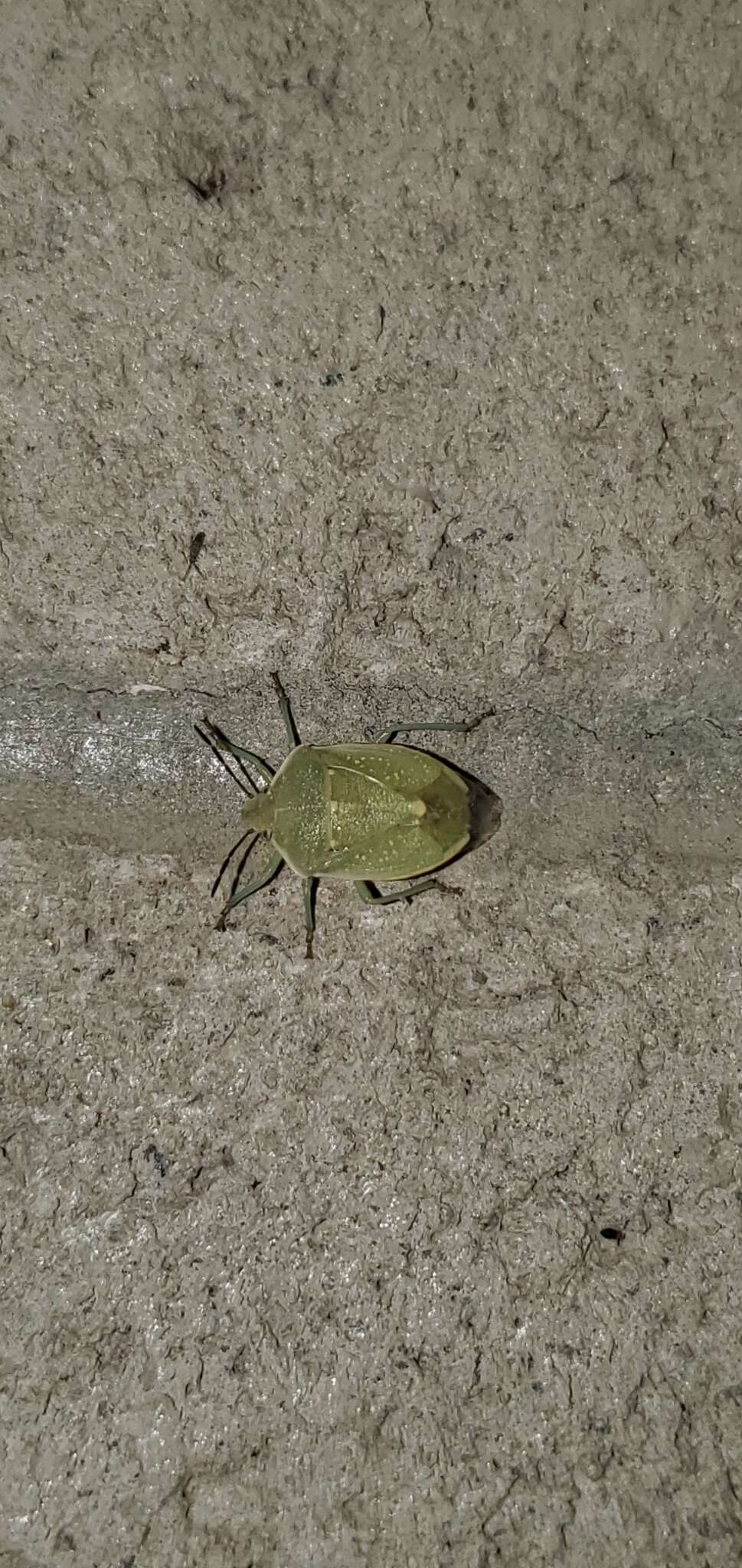 Image of Uhler's Stink Bug