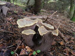 صورة Gomphus crassipes (Kuntze) Maire 1937