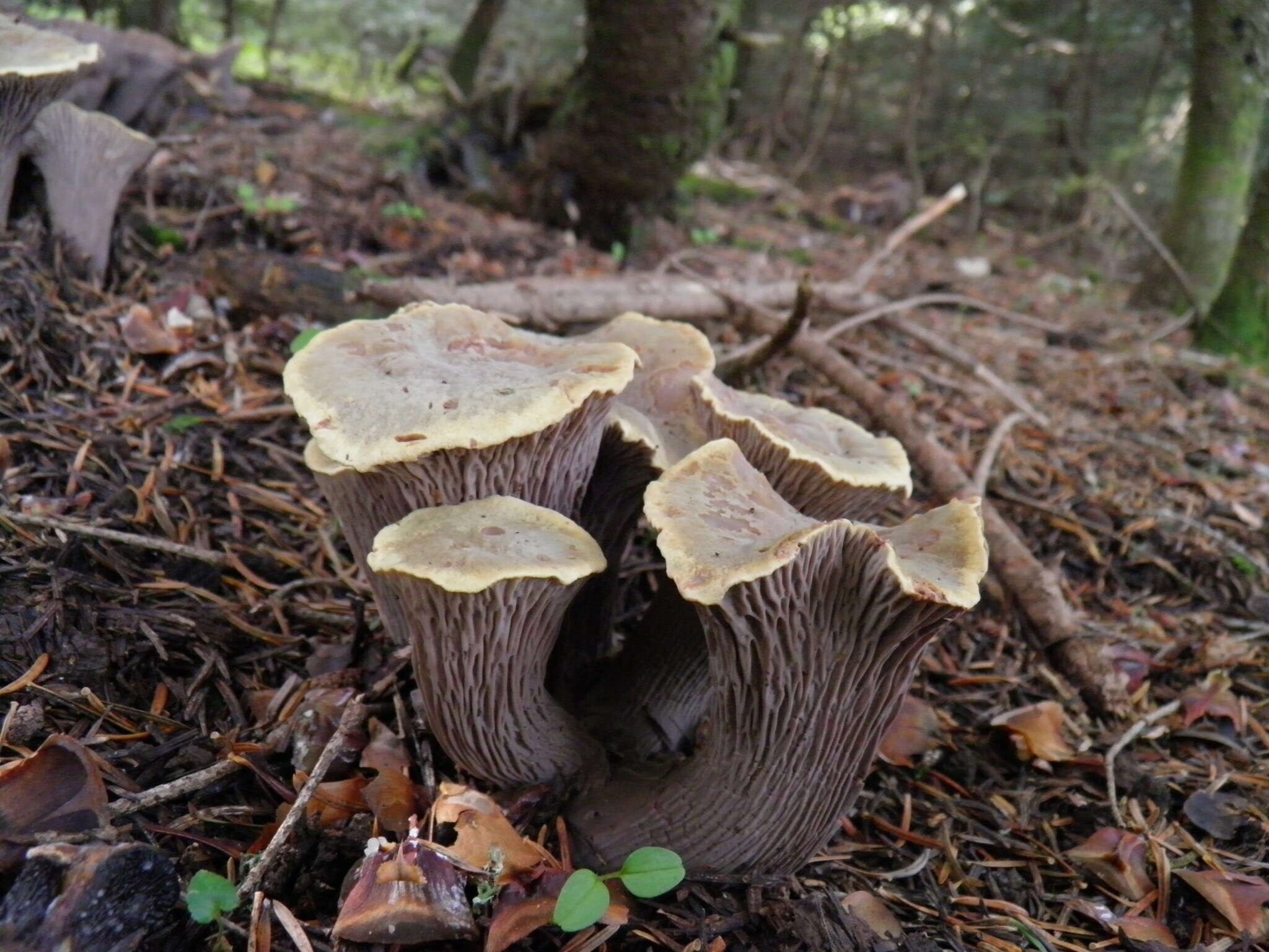 صورة Gomphus crassipes (Kuntze) Maire 1937