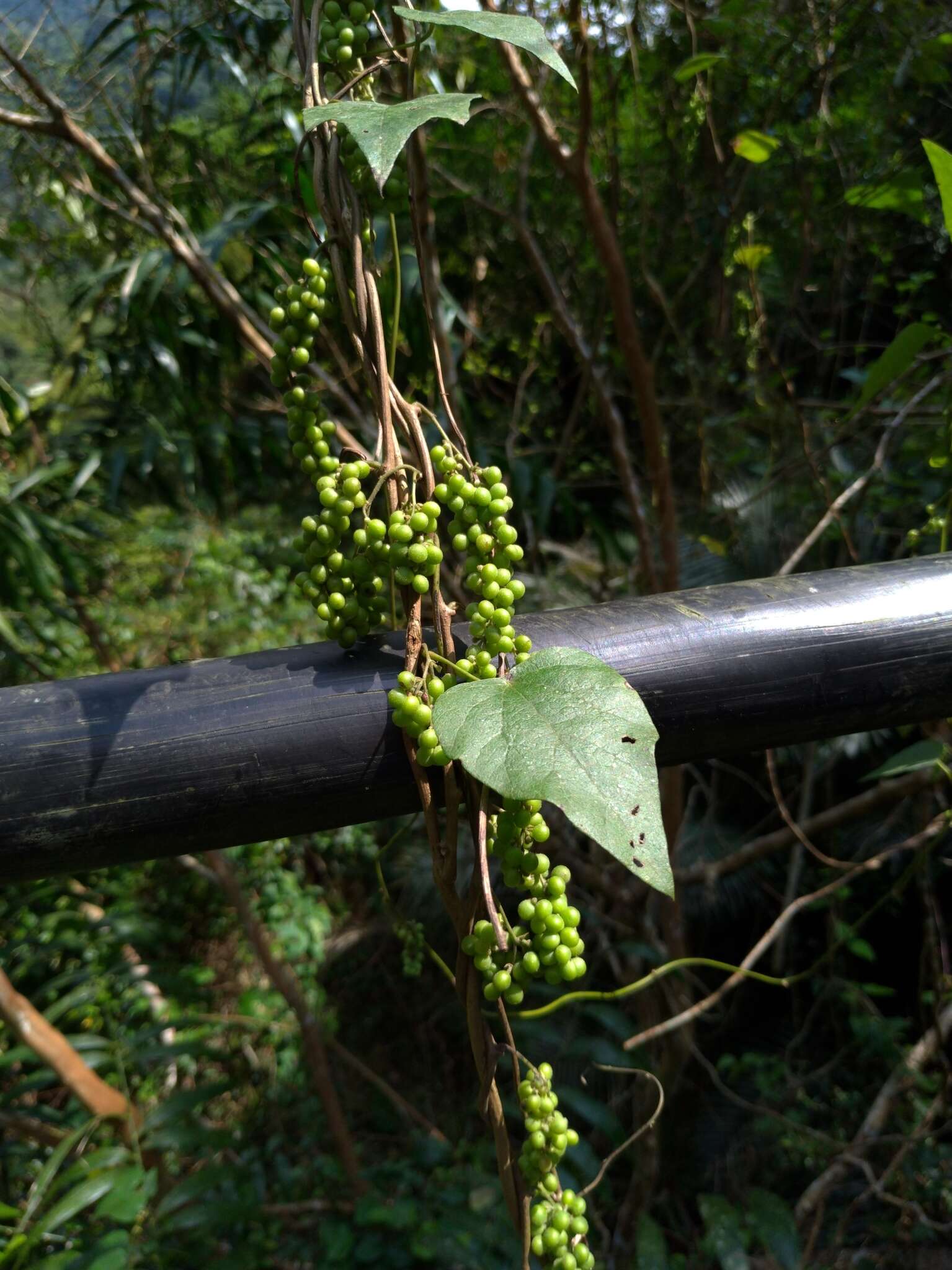 Image of Cyclea ochiaiana (Yannam.) S. F Huang & TC. Huang