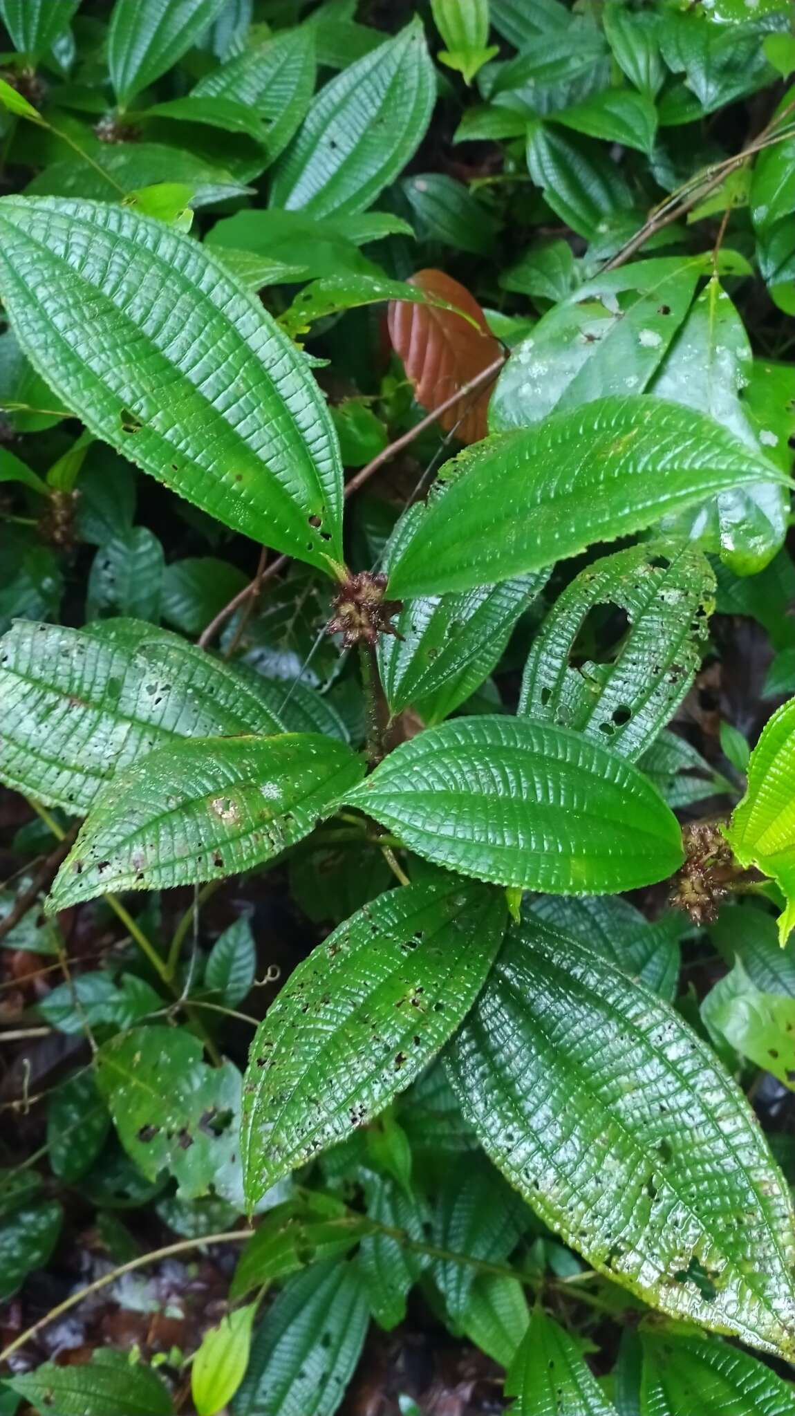 Image of Miconia conglomerata