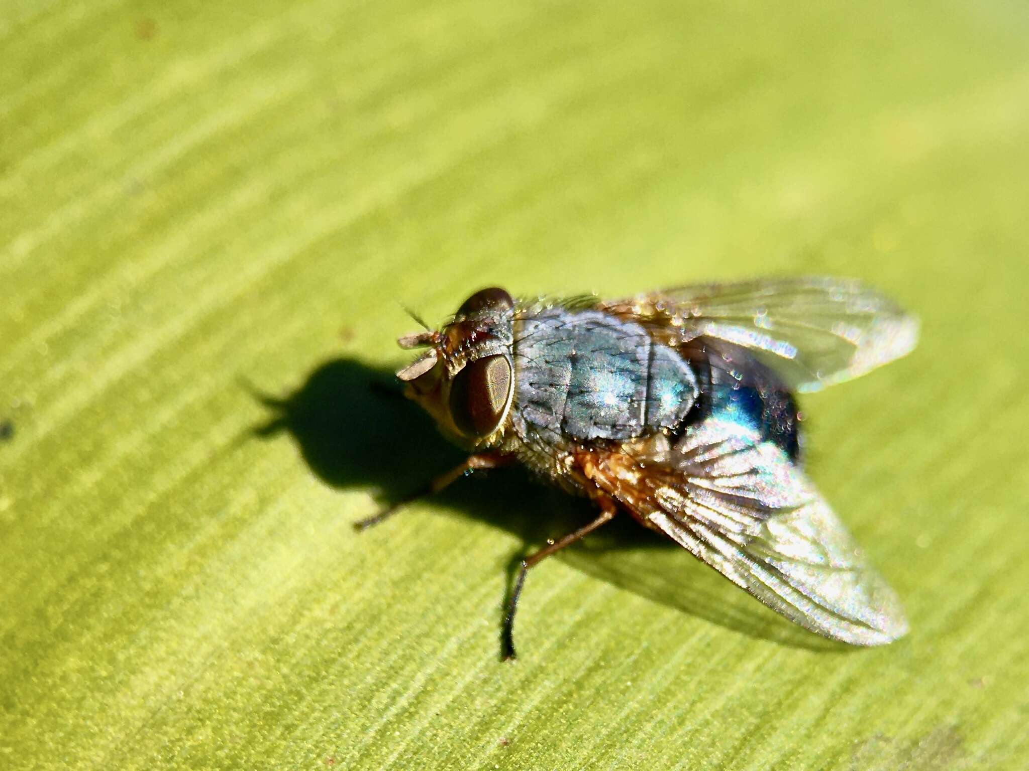 Calliphora dubia (Macquart 1855)的圖片