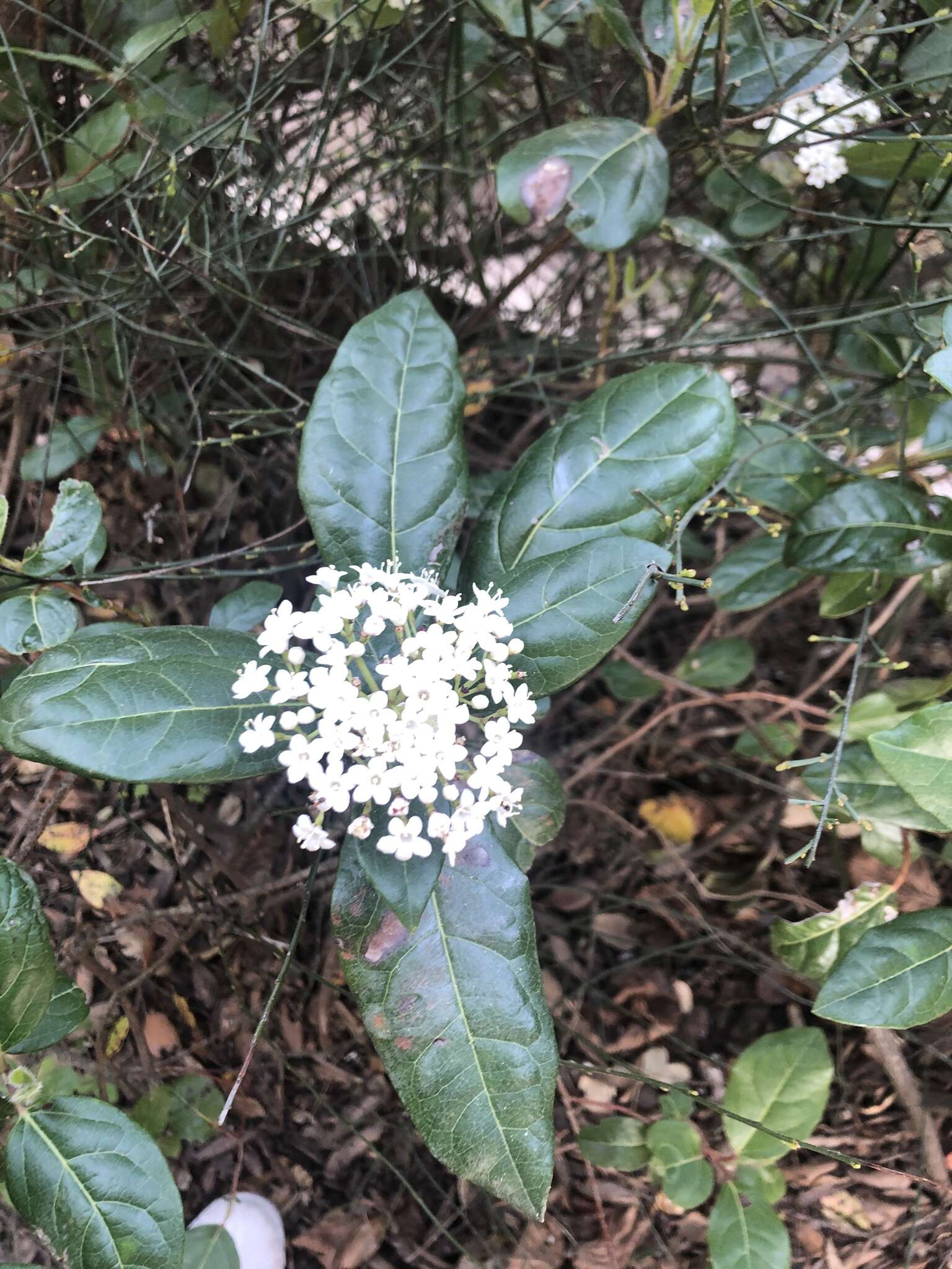 Image of Viburnum tinus subsp. tinus