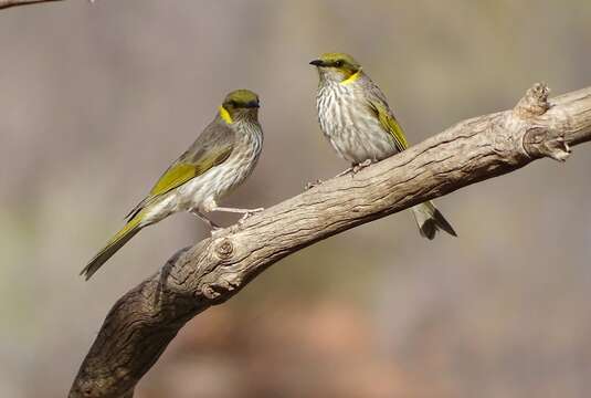 Image of Yellow-plumed Honeyeater