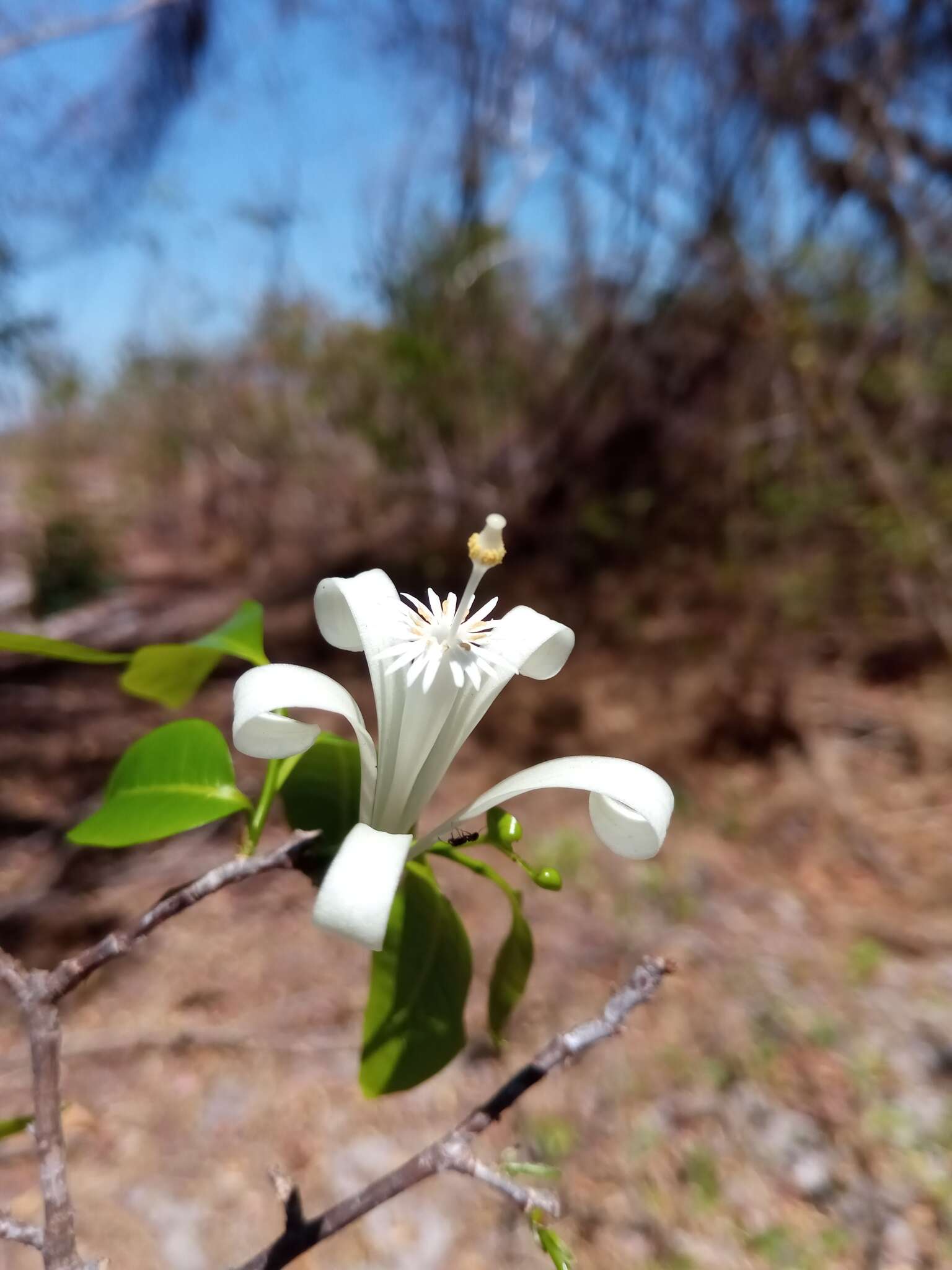 Image of Humbertioturraea malifolia (Baker) M. Cheek