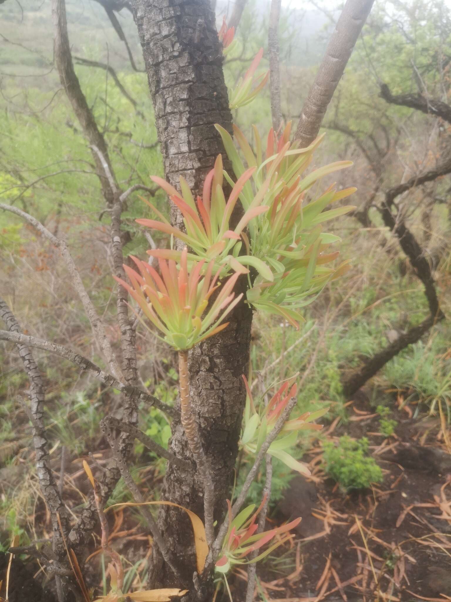 Image de Protea curvata N. E. Br.