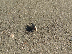 Image of Eastern Beach Tiger Beetle