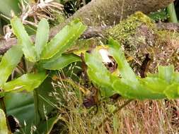 Plancia ëd Polypodium macaronesicum subsp. azoricum (Vasc.) F. J. Rumsey, Carine & Robba