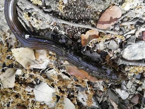 Image of Western Three-toed Skink