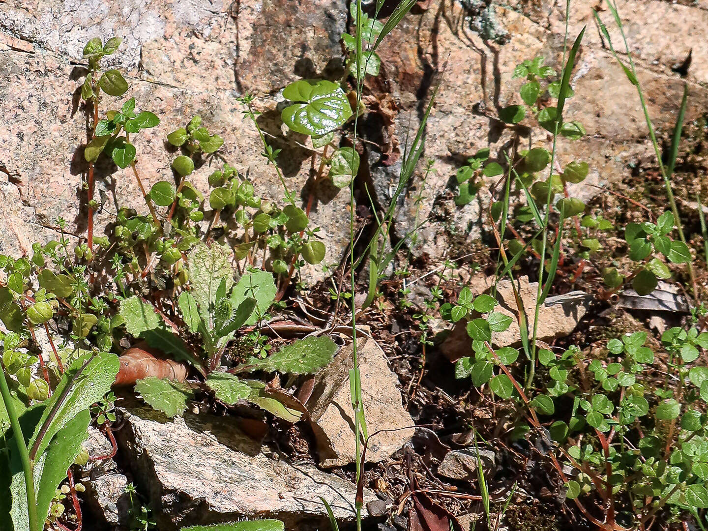 Image of Parietaria lusitanica L.