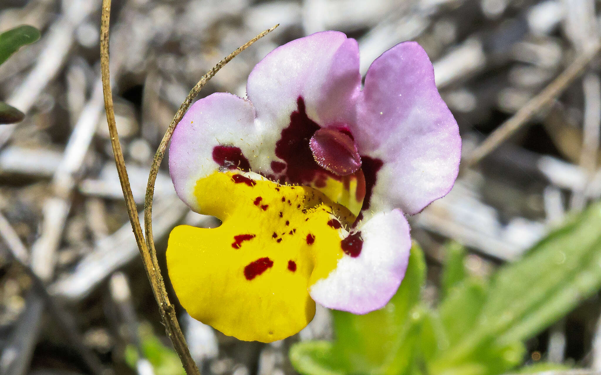 Image of Yellow-Lip Pansy Monkey-Flower