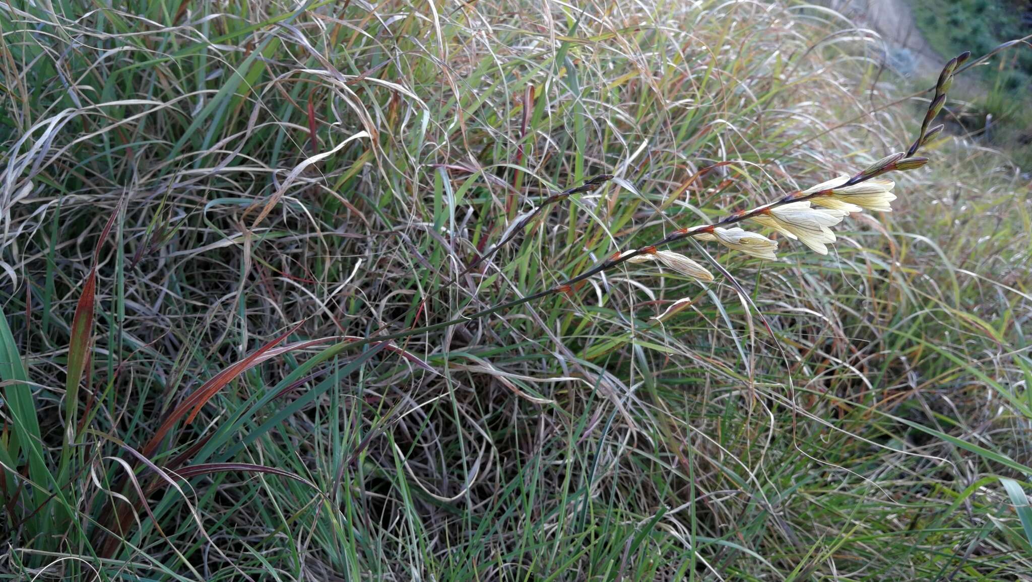 Image of Tritonia gladiolaris (Lam.) Goldblatt & J. C. Manning