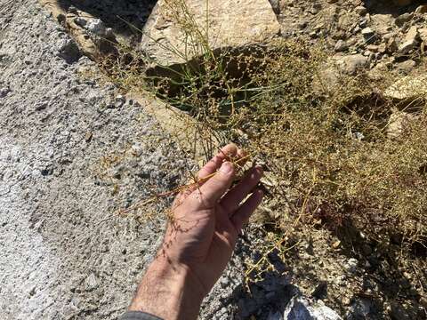 Image of Eriogonum intricatum Benth.