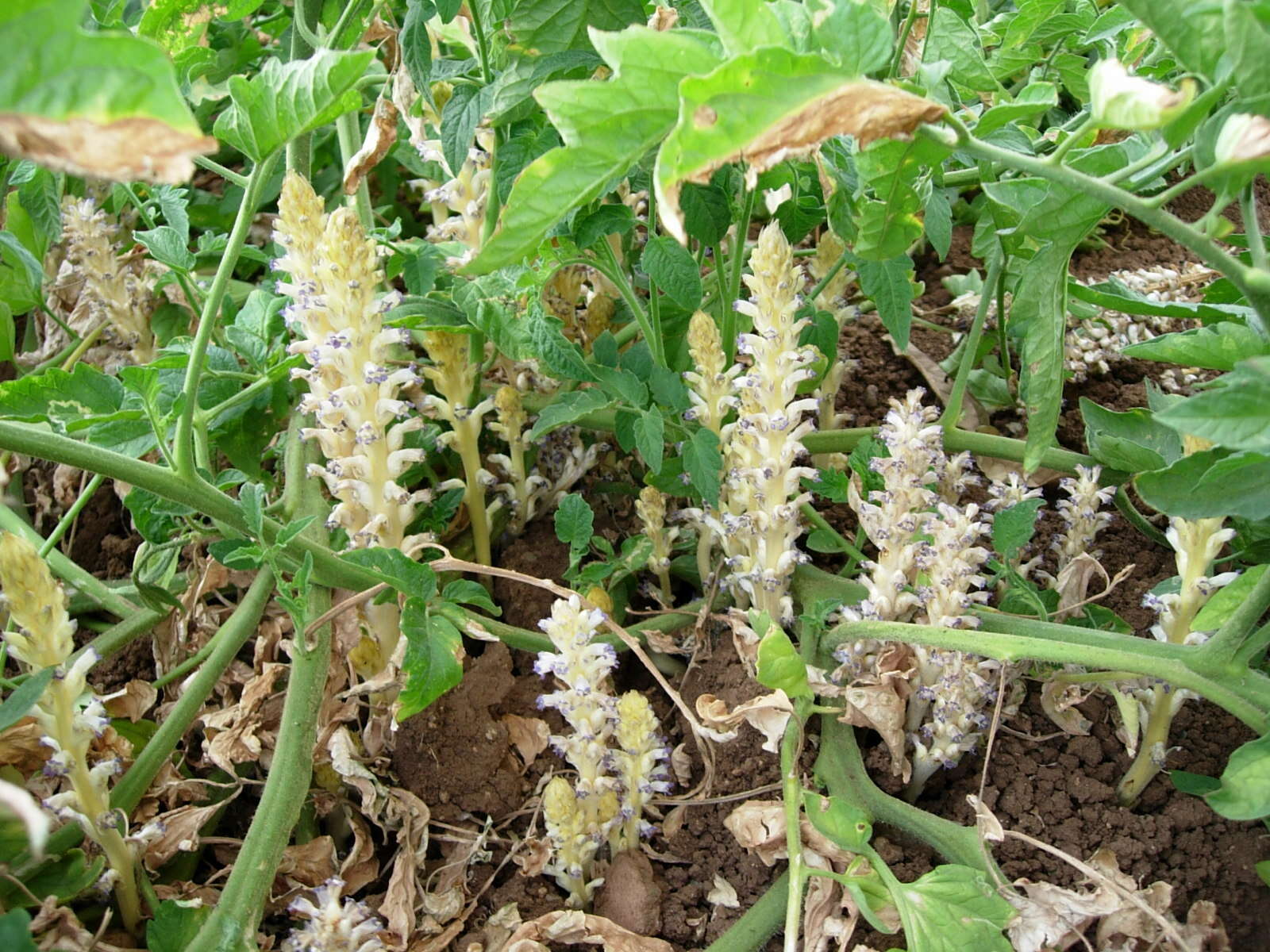 Image de Orobanche cumana Wallr.