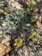 Image of King bladderpod