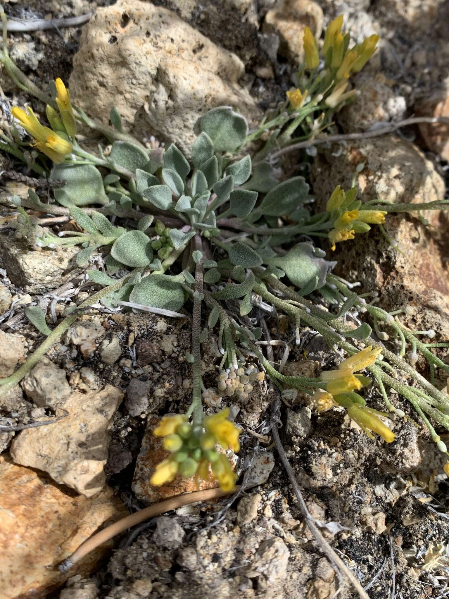 Physaria kingii (S. Watson) O'Kane & Al-Shehbaz的圖片