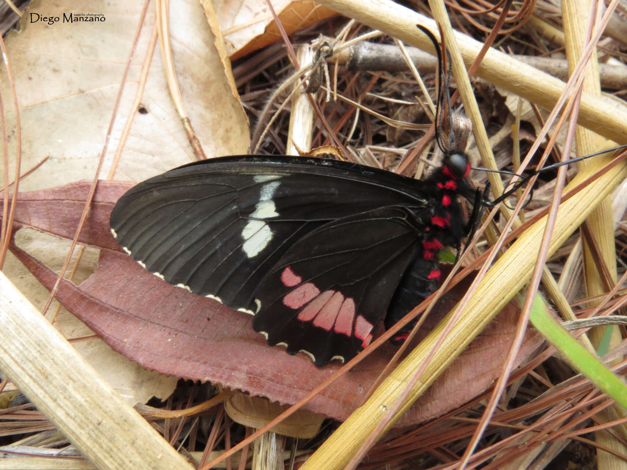 صورة Parides panares (Gray (1853))