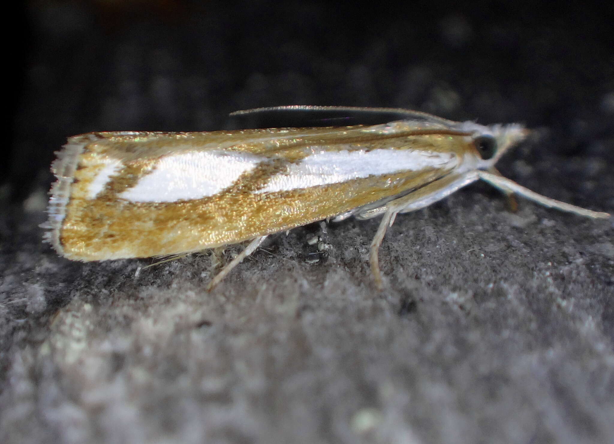 صورة Catoptria latiradiellus Walker 1863