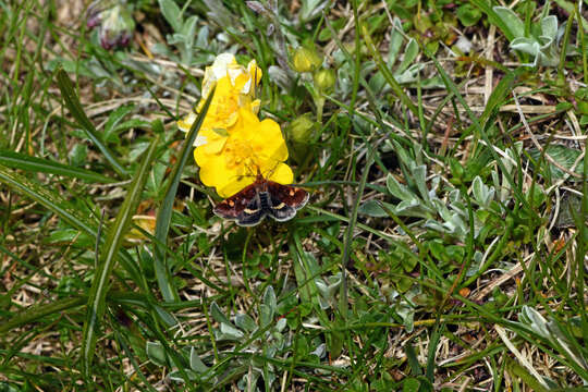 Image of Pyrausta porphyralis Schiffermüller 1775