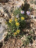 Image of pygmy goldenweed