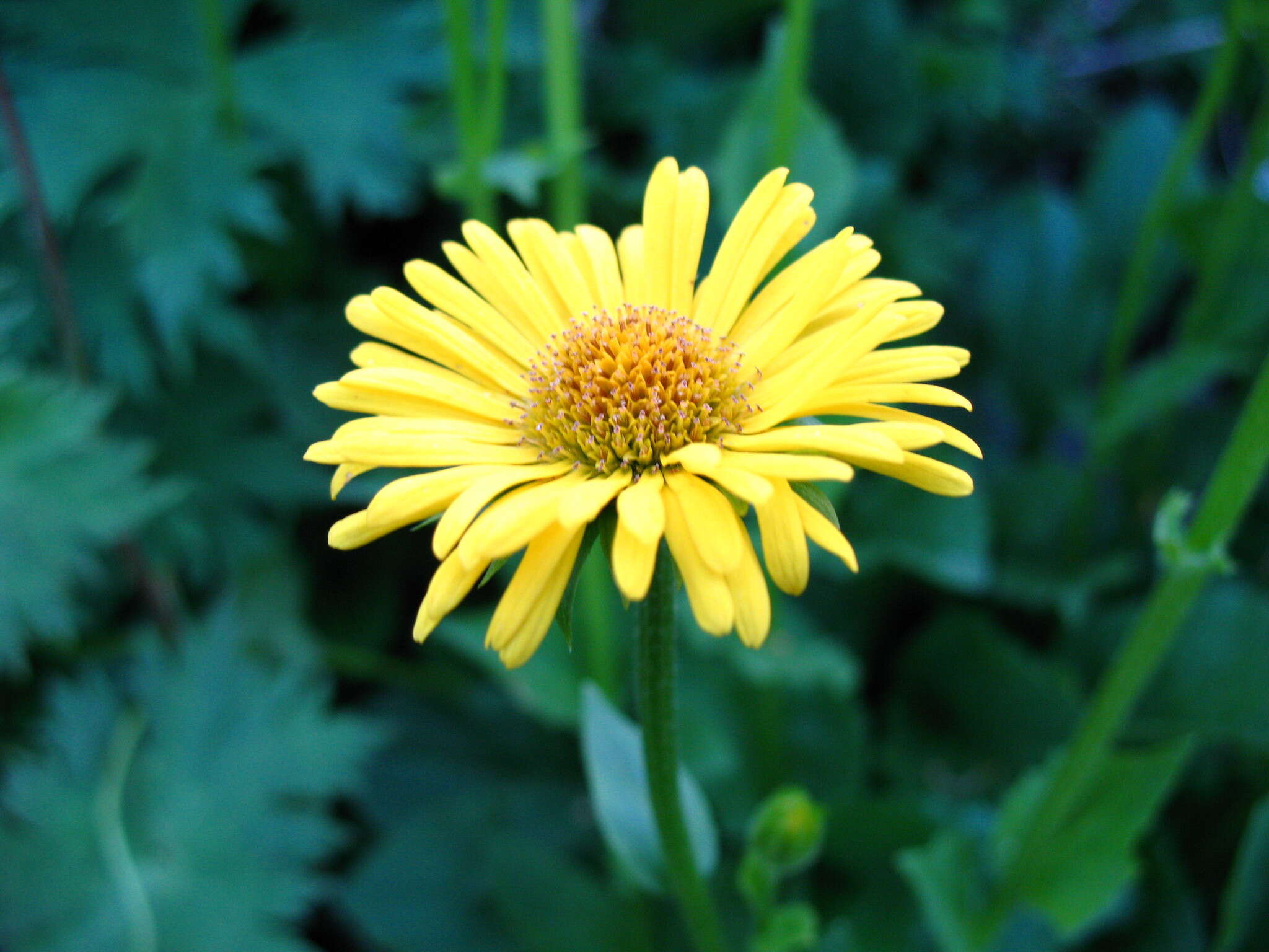 Image of Doronicum altaicum Pall.